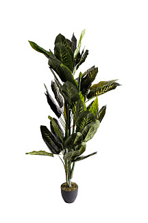 29BJ-819-170 Диффенбахия искусственная в горшке h170см