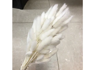 Сухоцвет Лагурус