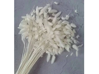 Сухоцвет Бриза